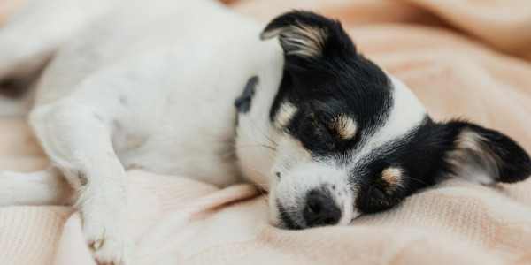 Comment choisir le meilleur coussin pour chien : guide complet pour un couchage adapté